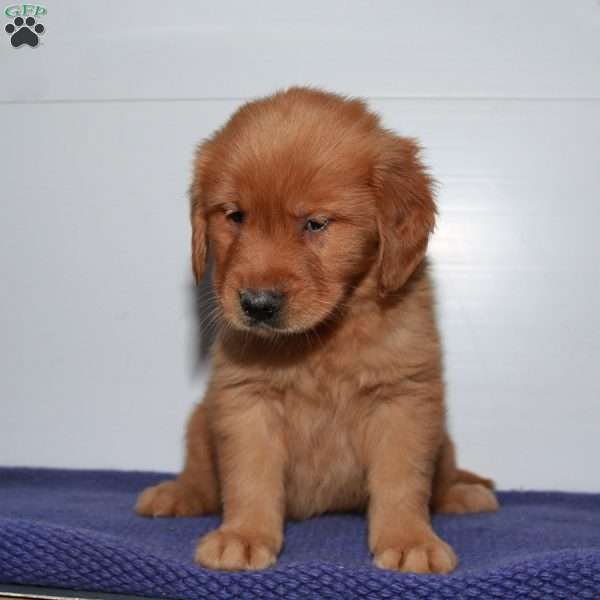 Archie, Golden Retriever Puppy